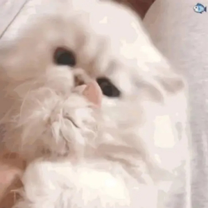 性XXⅩ欧美老妇肥老太
